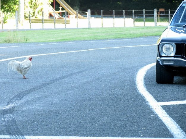 Chicken road casino - Povestea Legendare a Chicken Road, Un Joc de Noroc în România